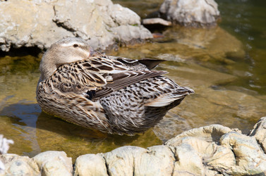 Similar image 21782631