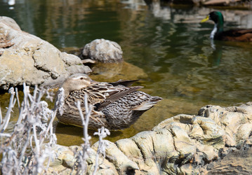 Similar image 21782634