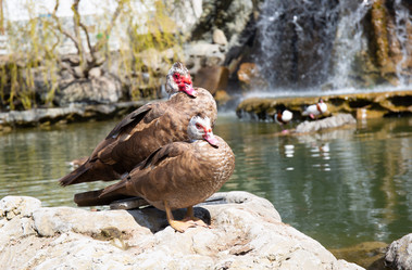 Similar image 21782636