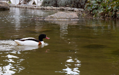 Similar image 21782639