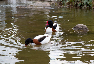 Similar image 21782641