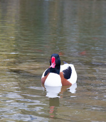 Similar image 21782646