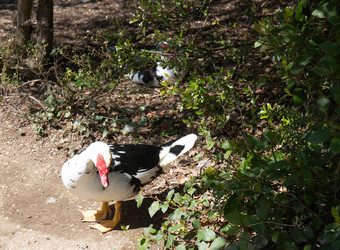 Similar image 21782653