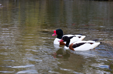 Similar image 21782656