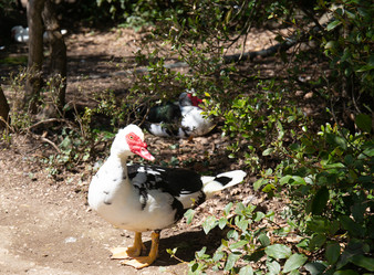 Similar image 21782814