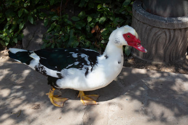 Similar image 21782815