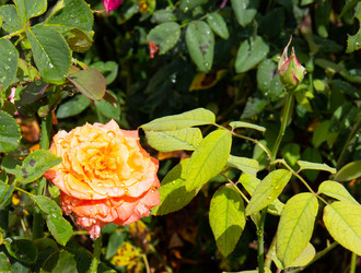 Similar image 21781575