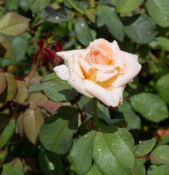 Similar image 21781579