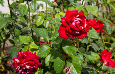 Similar image 21781581