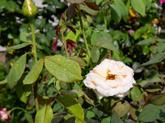 Similar image 21781582