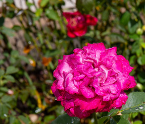 Similar image 21781584