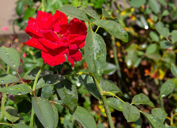 Similar image 21781585