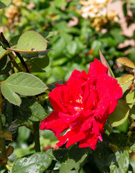 Similar image 21781586