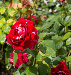 Similar image 21781588