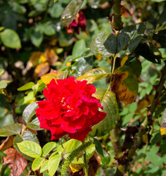 Similar image 21781589