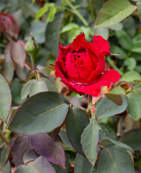 Similar image 21781591