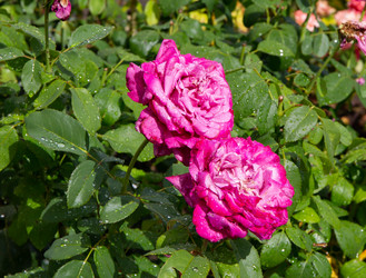 Similar image 21781592