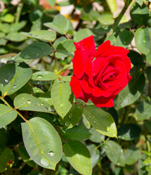 Similar image 21781595