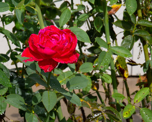 Similar image 21781596