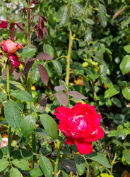 Similar image 21782437