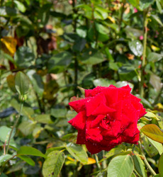 Similar image 21782439