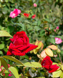 Similar image 21782441