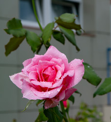 Similar image 21782443