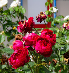 Similar image 21782447