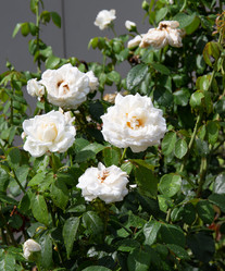 Similar image 21782451