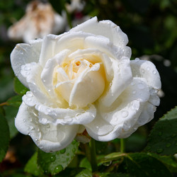 Similar image 21782455