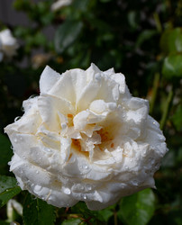 Similar image 21782659