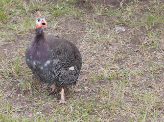 Similar image 21781609