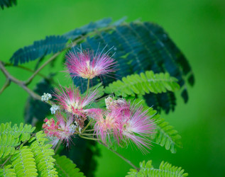 Similar image 21782481