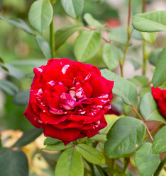 Similar image 21782733