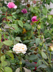 Similar image 21782734