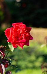 Similar image 21782735