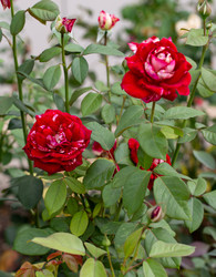 Similar image 21782736