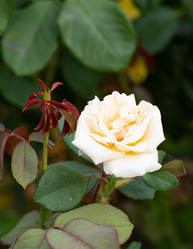 Similar image 21782739