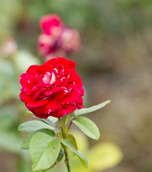 Similar image 21782895