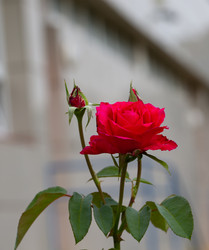 Similar image 21782896