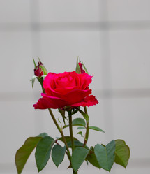 Similar image 21782897