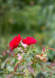 Similar image 21782898