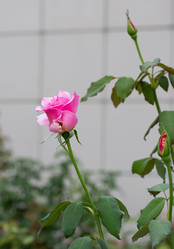 Similar image 21782900