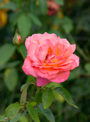 Similar image 21782901