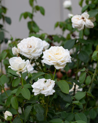 Similar image 21782902