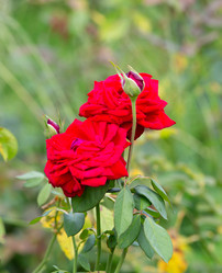 Similar image 21782903