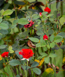 Similar image 21782904