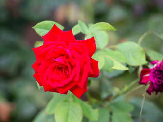 Similar image 21782907