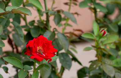 Similar image 21782908