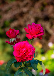 Similar image 21782912